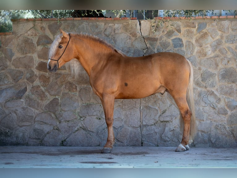 PRE Stallone Palomino in Vejer de la Frontera