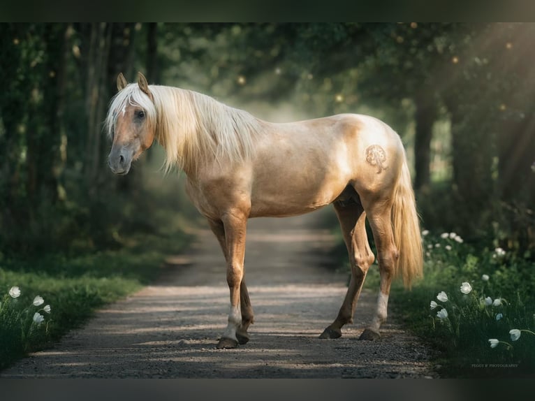 PRE Stallone Palomino in caumont