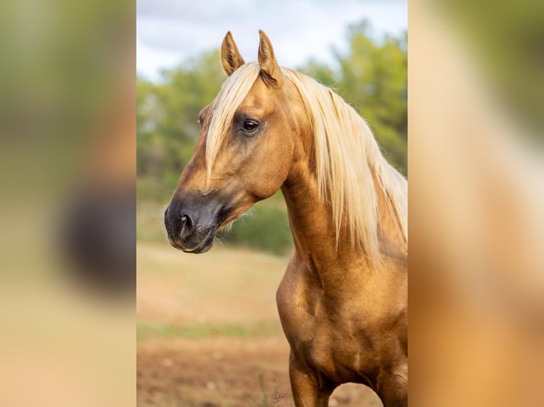 PRE Stallone Palomino in caumont