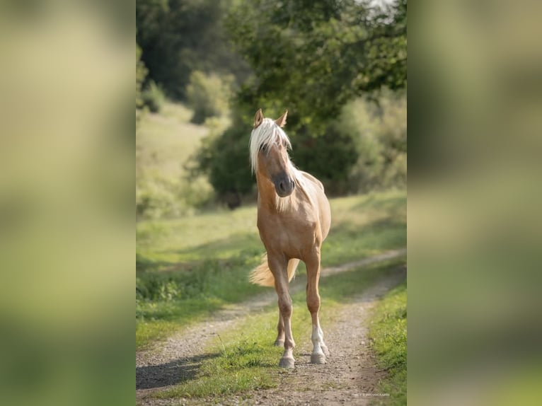 PRE Stallone Palomino in caumont