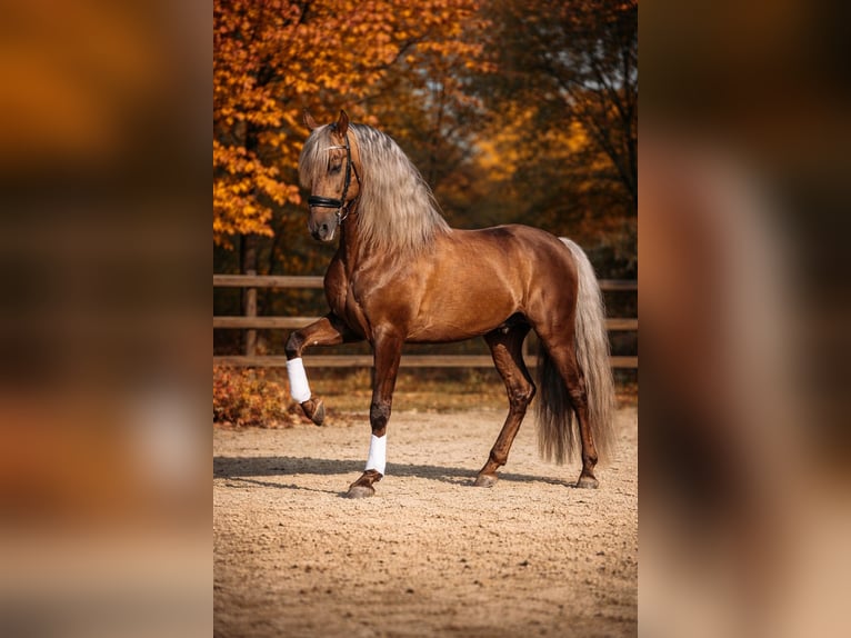 PRE Stallone Palomino in Haltern am See