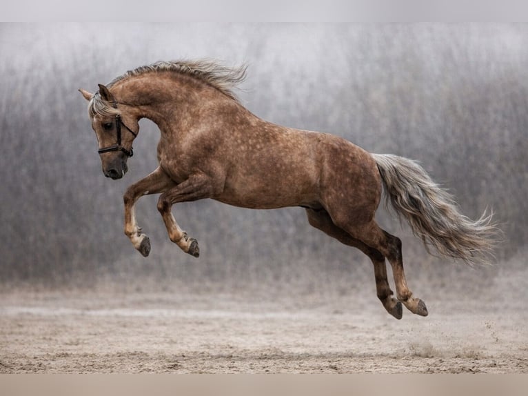 PRE Stallone Palomino in Haltern am See