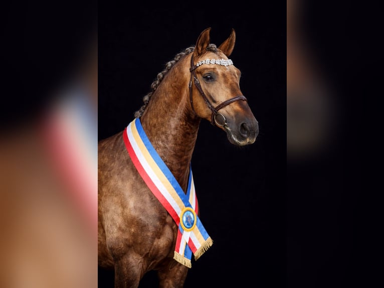 PRE Stallone Palomino in Haltern am See