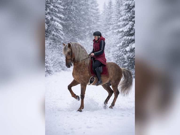 PRE Stallone Palomino in Haltern am See