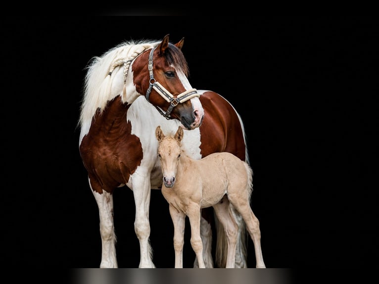 PRE Stallone Palomino in Haltern am See