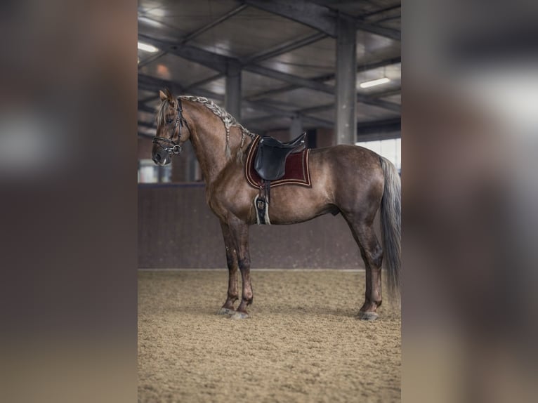 PRE Stallone Palomino in Haltern am See