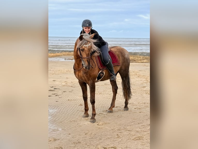 PRE Stallone Palomino in Haltern am See