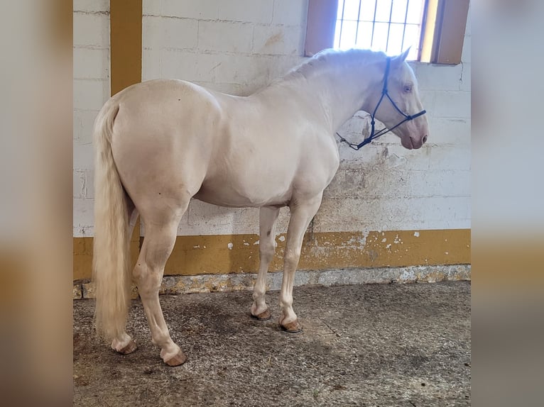PRE Stallone Palomino in Steinsberg