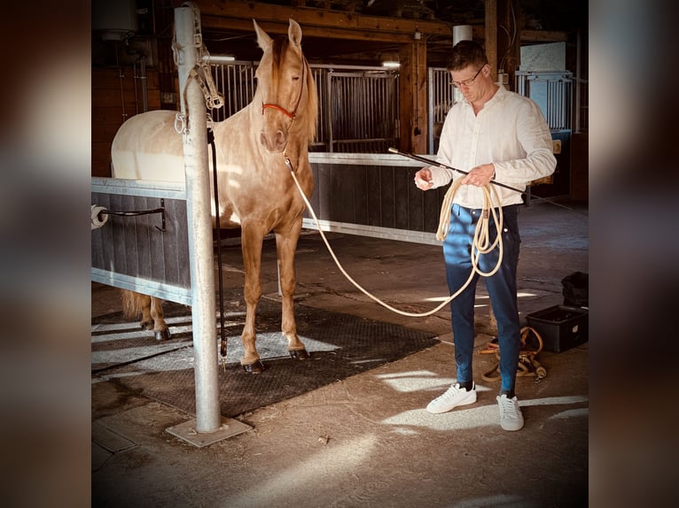 PRE Stallone Pearl in Stabroek