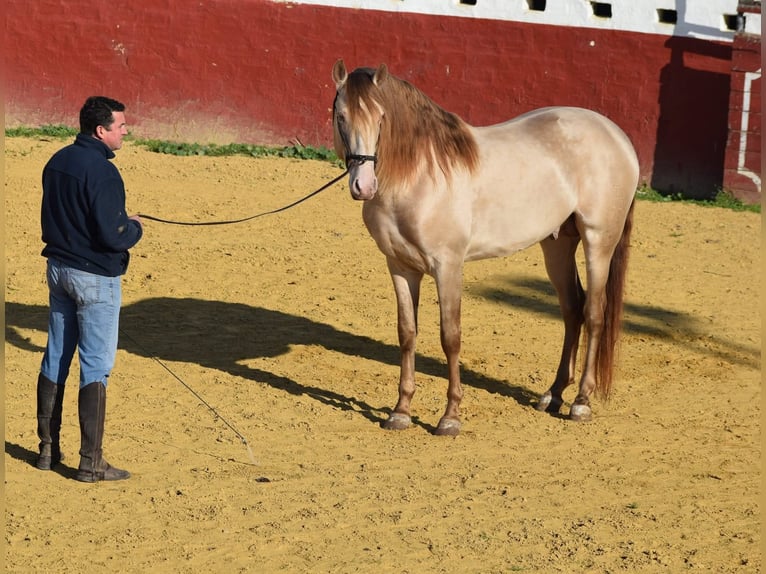 PRE Stallone Perlino in La Puebla Del Rio