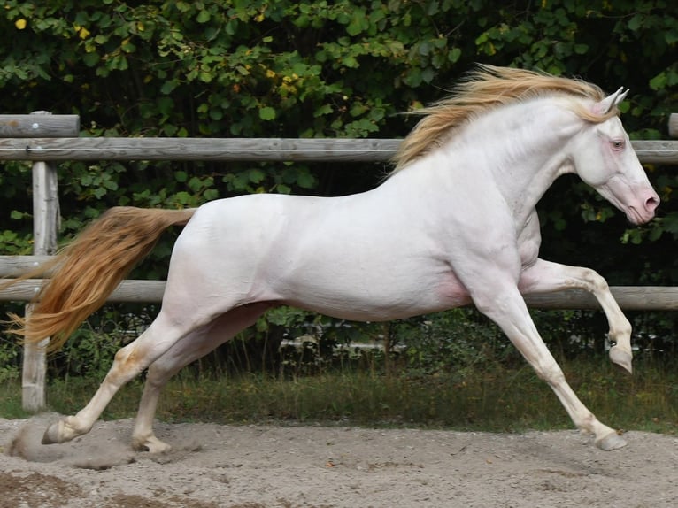 PRE Stallone Perlino in Ohrenbach