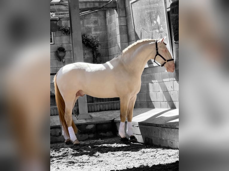 PRE Stallone Perlino in Urtajo (Urbanizacion)