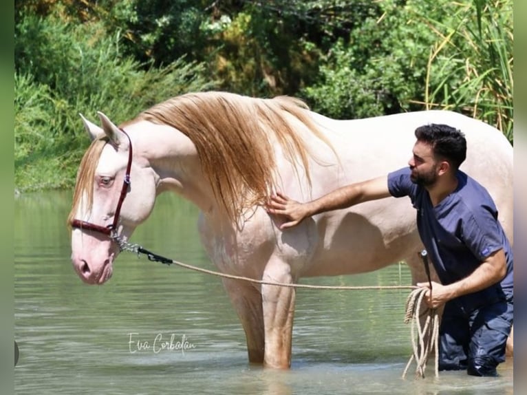 PRE Stallone Perlino in Urtajo (Urbanizacion)