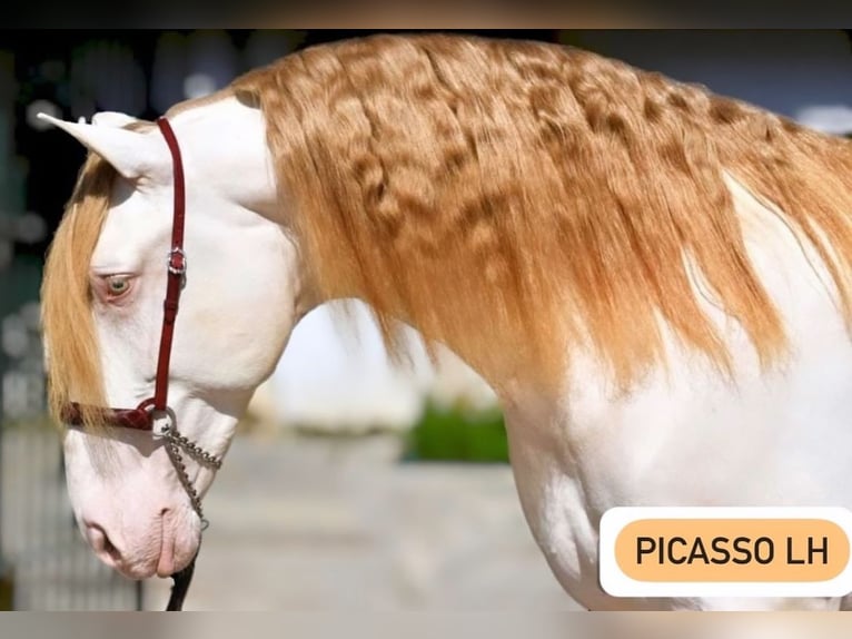 PRE Stallone Perlino in Urtajo (Urbanizacion)