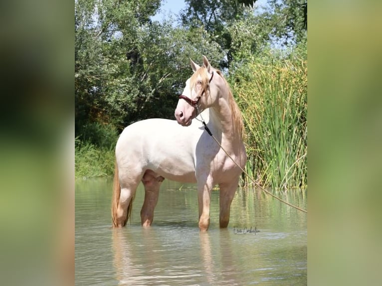 PRE Stallone Perlino in Urtajo (Urbanizacion)