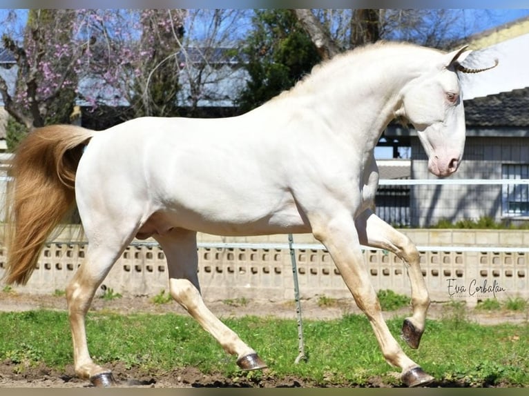 PRE Stallone Perlino in Urtajo (Urbanizacion)
