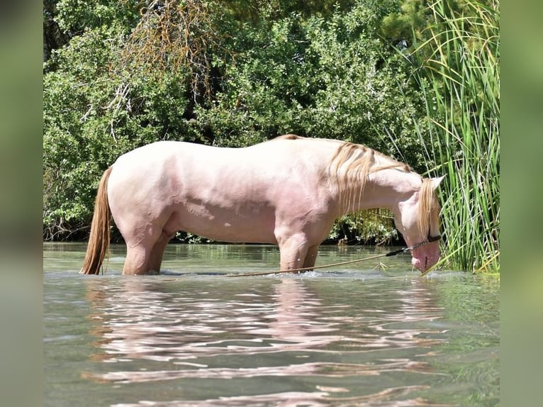 PRE Stallone Perlino in Urtajo (Urbanizacion)