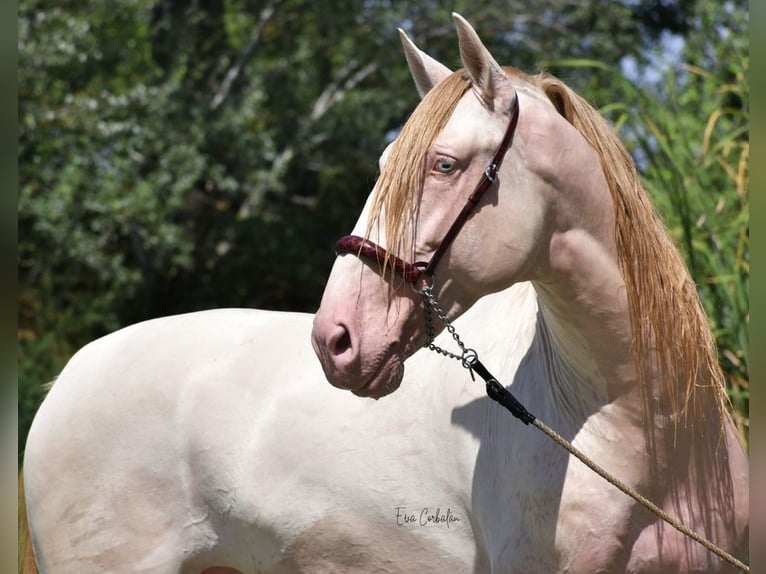 PRE Stallone Perlino in Urtajo (Urbanizacion)