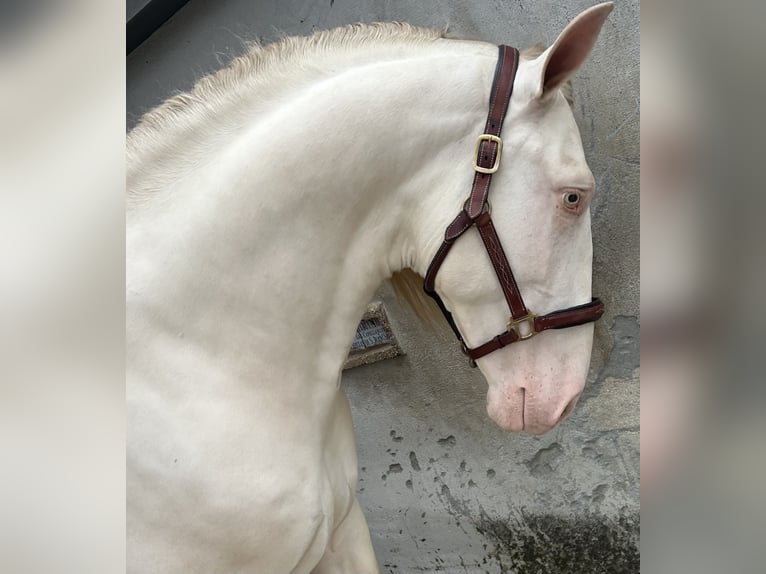 PRE Stallone Perlino in Urtajo (Urbanizacion)