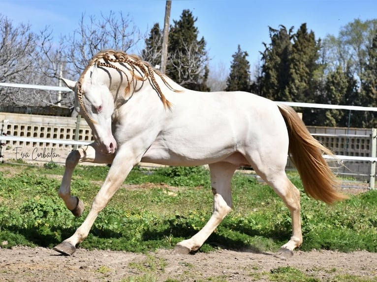 PRE Stallone Perlino in Urtajo (Urbanizacion)