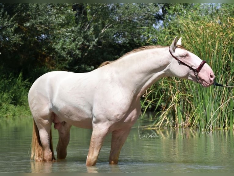 PRE Stallone Perlino in Urtajo (Urbanizacion)