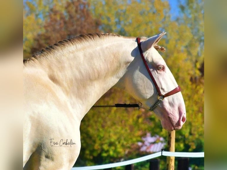 PRE Stallone Perlino in Urtajo (Urbanizacion)