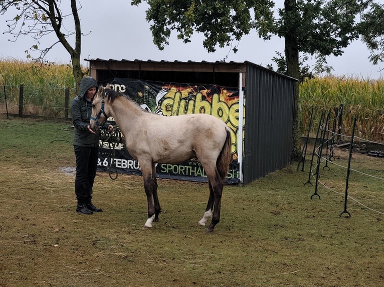 PRE Stallone Puledri (03/2025) 130 cm Pelle di daino in Nieuwerkerken