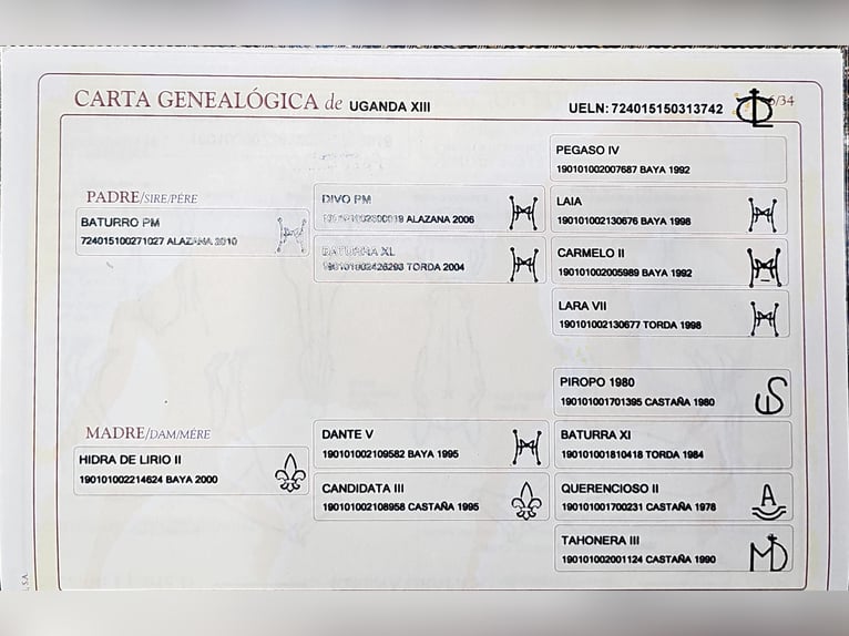 PRE Stallone Puledri (03/2025) 140 cm Perlino in Visz