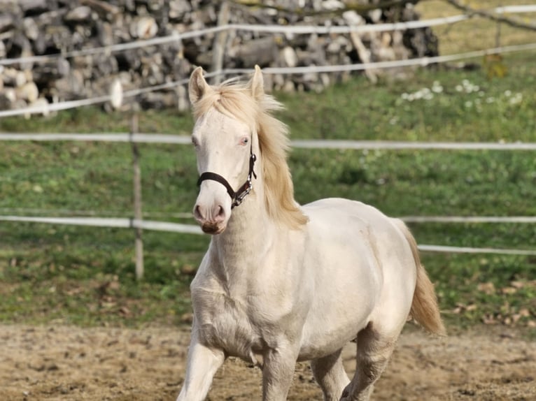 PRE Stallone Puledri (03/2025) 140 cm Perlino in Visz