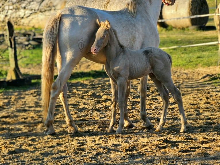 PRE Stallone Puledri (03/2025) 140 cm Perlino in Visz