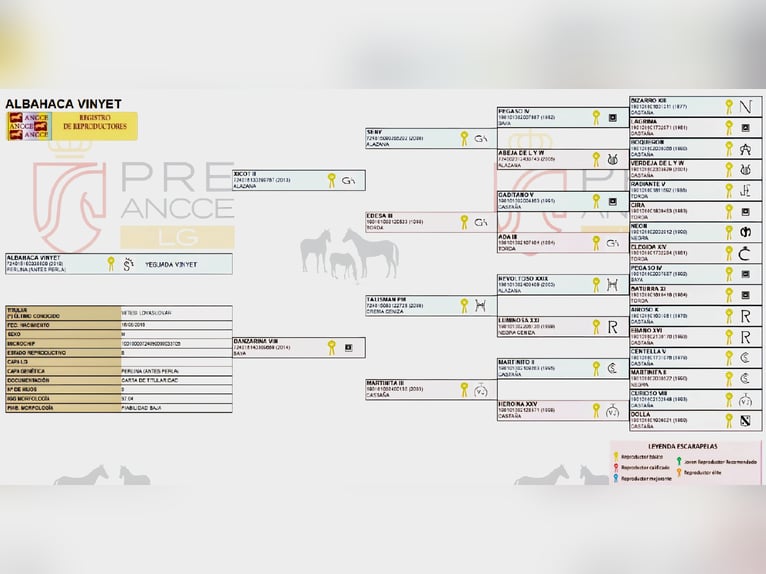 PRE Stallone Puledri (03/2025) 140 cm Perlino in Visz