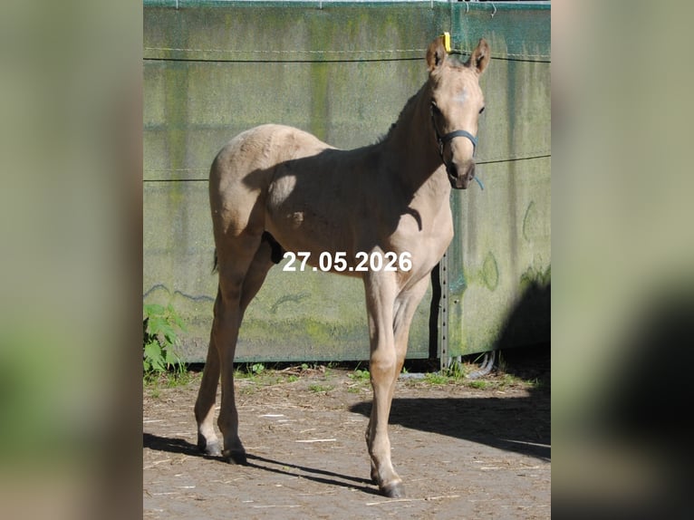 PRE Stallone Puledri (01/2026) 158 cm Pelle di daino in Himmelpforten