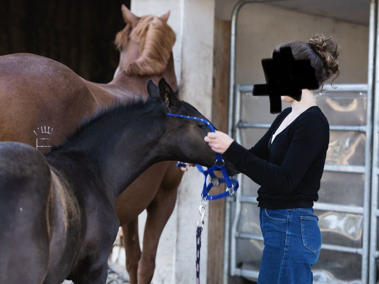PRE Stallone Puledri (04/2026) 160 cm Baio in Heiligenstadt