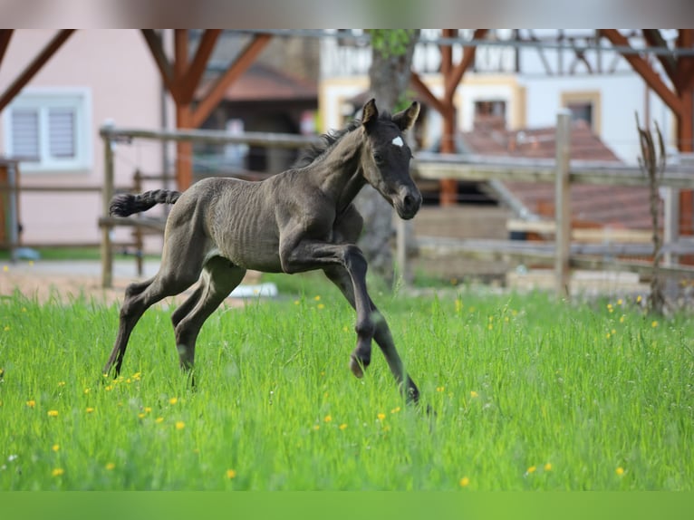 PRE Stallone Puledri (04/2026) 160 cm Baio in Heiligenstadt
