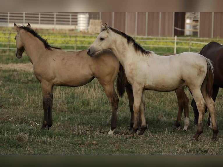 PRE Mix Stallone Puledri (04/2026) 160 cm Pelle di daino in Waldshut-Tiengen