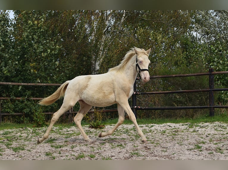 PRE Stallone Puledri (01/2026) 160 cm Perlino in Dochamps