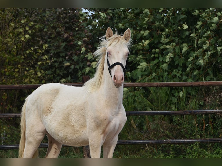 PRE Stallone Puledri (01/2026) 160 cm Perlino in Dochamps