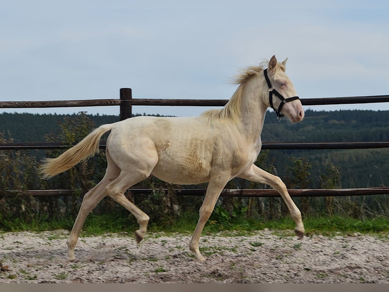 PRE Stallone Puledri (01/2026) 160 cm Perlino in Dochamps