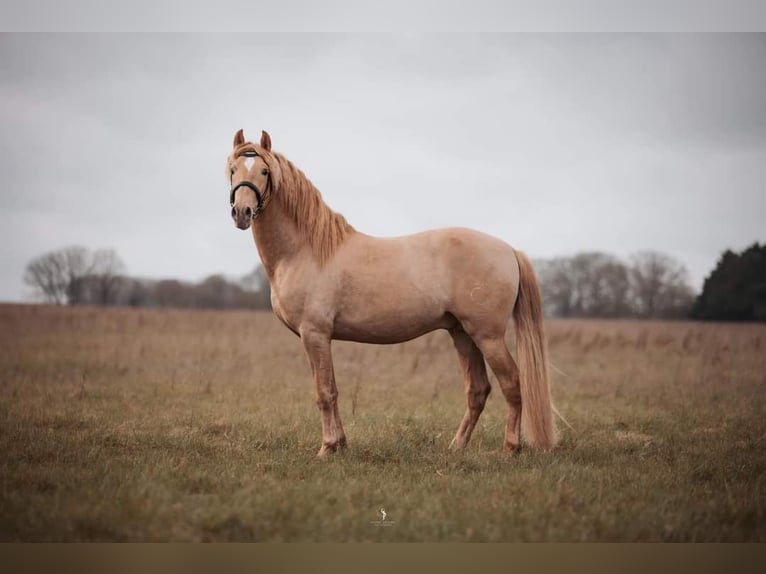 PRE Stallone Puledri
 (04/2024) 160 cm Sauro scuro in Le coudray sur thelle