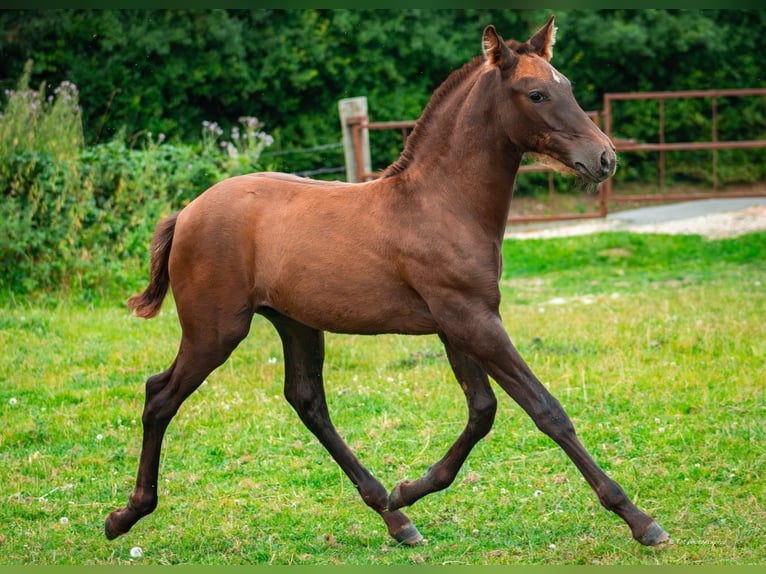 PRE Stallone Puledri
 (04/2024) 160 cm Sauro scuro in Le coudray sur thelle