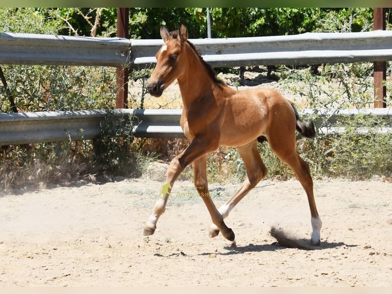 PRE Stallone Puledri (05/2026) 162 cm  in Provinz Cordoba