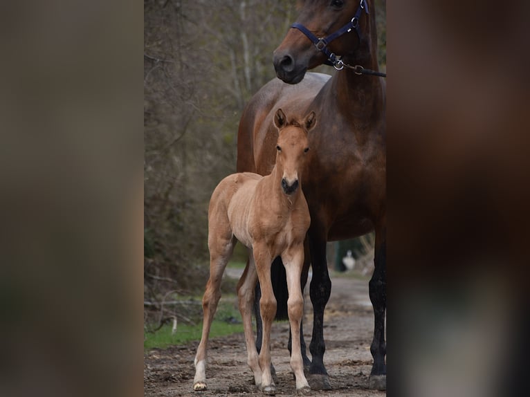 PRE Stallone Puledri (03/2026) 162 cm Pelle di daino in Dochamps