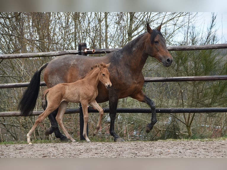 PRE Stallone Puledri (03/2026) 162 cm Pelle di daino in Dochamps