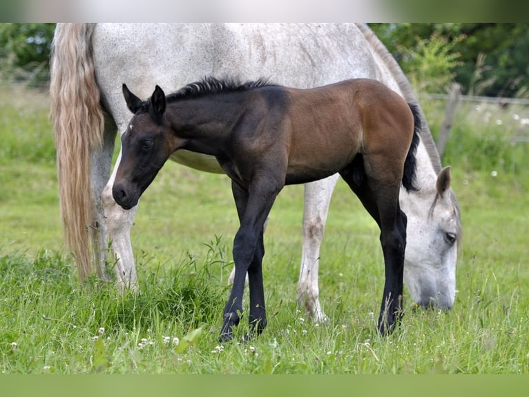 PRE Stallone Puledri
 (05/2024) 164 cm Grigio in Waldhölzbach