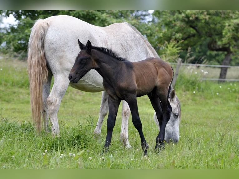 PRE Stallone Puledri
 (05/2024) 164 cm Grigio in Waldhölzbach