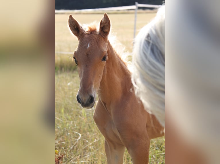 PRE Stallone Puledri (06/2026) 164 cm Palomino in Kirn