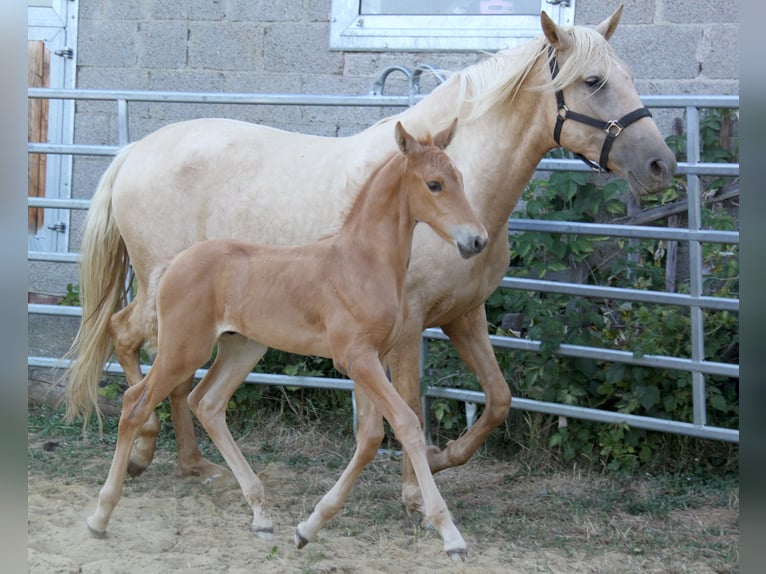 PRE Stallone Puledri (06/2026) 164 cm Palomino in Kirn