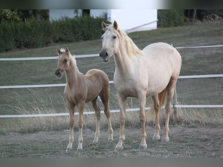 PRE Stallone Puledri (06/2026) 164 cm Palomino in Kirn