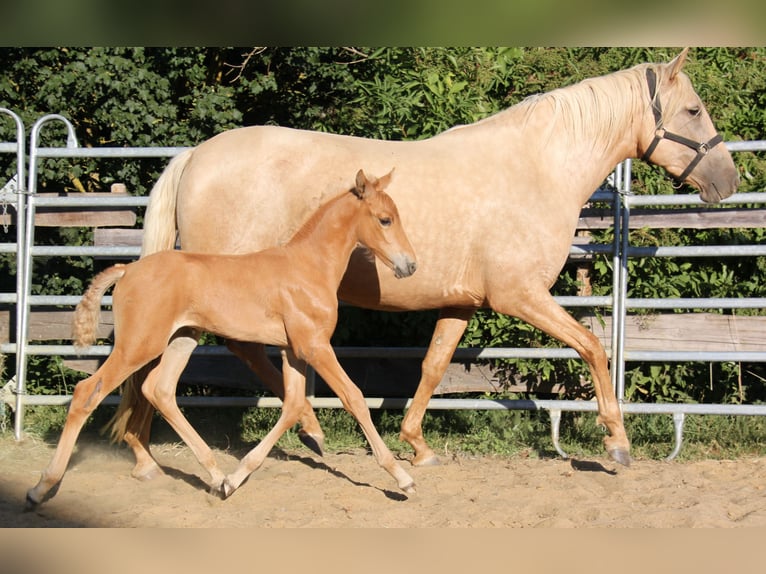 PRE Stallone Puledri (06/2026) 164 cm Palomino in Kirn