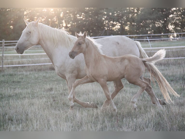 PRE Stallone Puledri (06/2026) 164 cm Palomino in Kirn